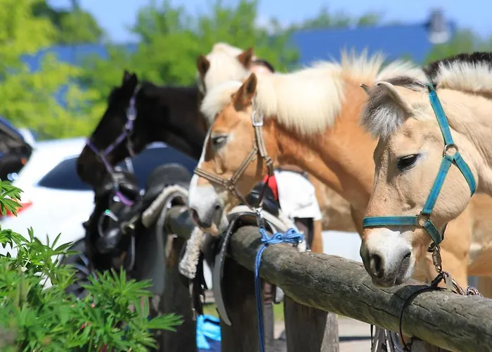 Lindenhof Habernis *